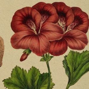 Meet your Posher, Dayanara